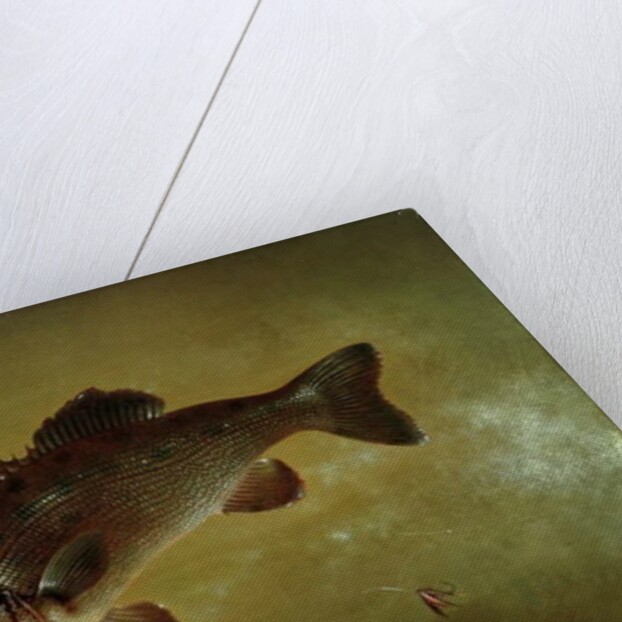 Black Bass, 1872 by Gurdon Trumbull