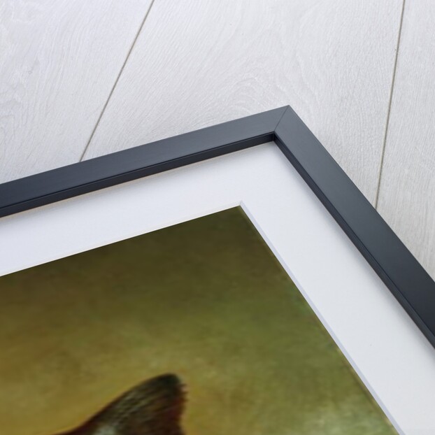 Black Bass, 1872 by Gurdon Trumbull