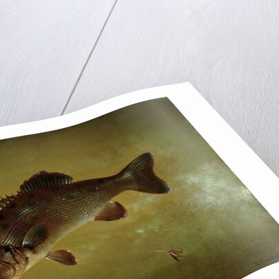 Black Bass, 1872 by Gurdon Trumbull