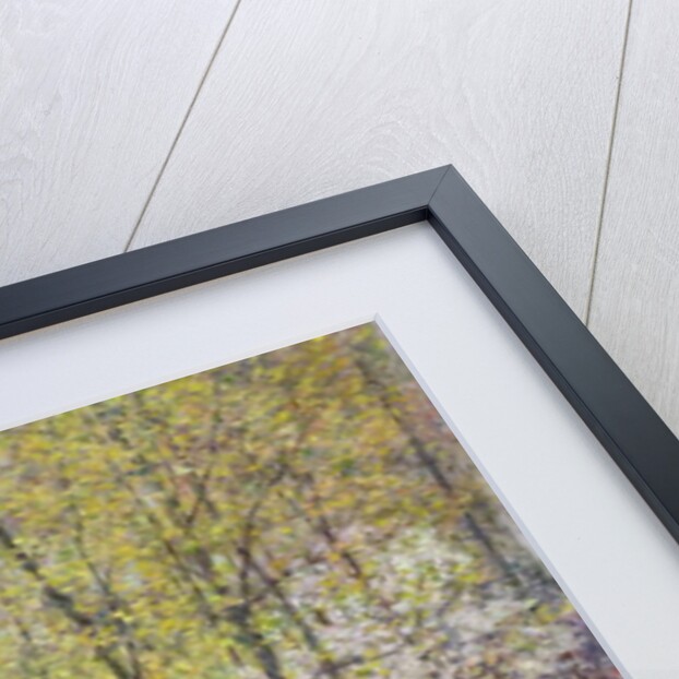 Dogwood Blossoms, 1906 by Willard Leroy Metcalf