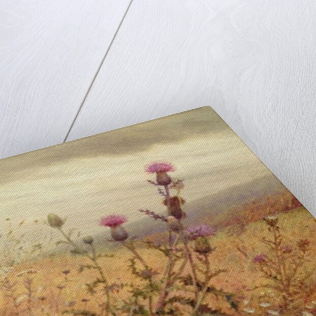 Thistle in a Field, 1875 by Fidelia Bridges