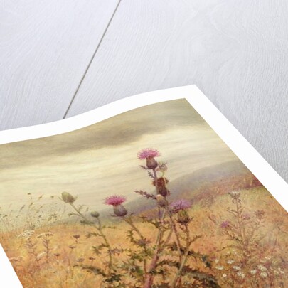 Thistle in a Field, 1875 by Fidelia Bridges