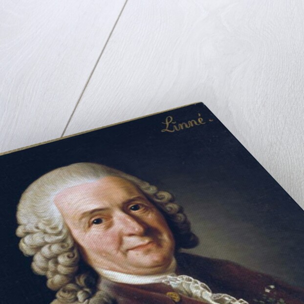 Portrait of Carl von Linne, 1775 by Alexander Roslin