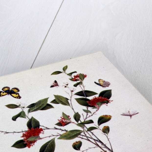 Plant Study with Butterflies and Insects, c.1800 by School Chinese