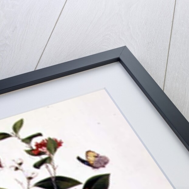 Plant Study with Butterflies and Insects, c.1800 by School Chinese