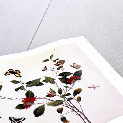 Plant Study with Butterflies and Insects, c.1800 by School Chinese