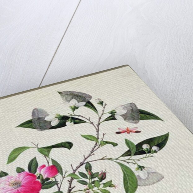 Flower Study and Insects by School Chinese