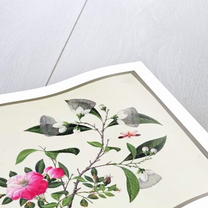 Flower Study and Insects by School Chinese