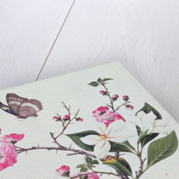 Japonica, Magnolia and Butterflies by School Chinese