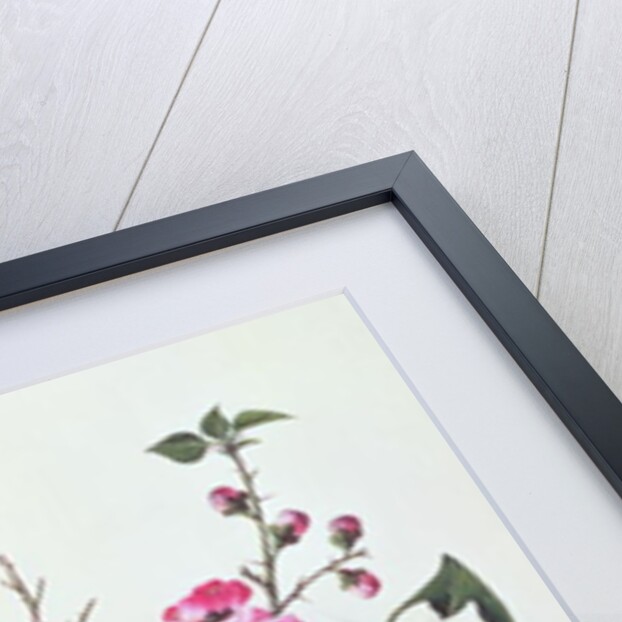 Japonica, Magnolia and Butterflies by School Chinese