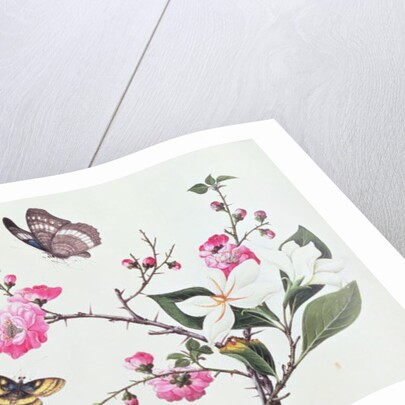 Japonica, Magnolia and Butterflies by School Chinese
