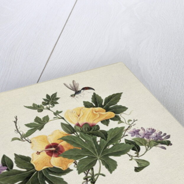 Hibiscus and Butterfly by School Chinese