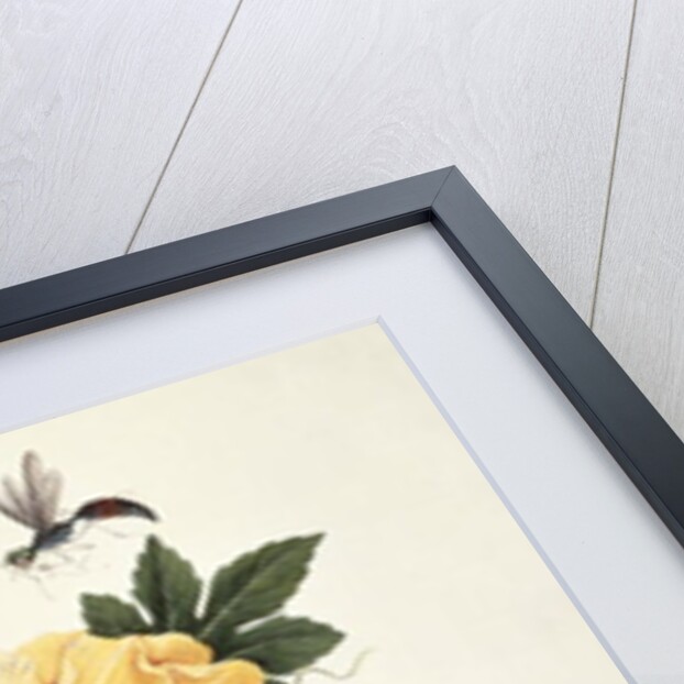 Hibiscus and Butterfly by School Chinese