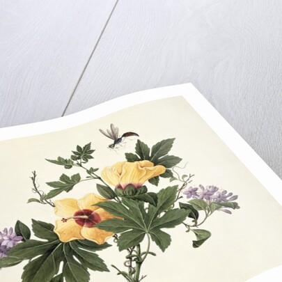 Hibiscus and Butterfly by School Chinese