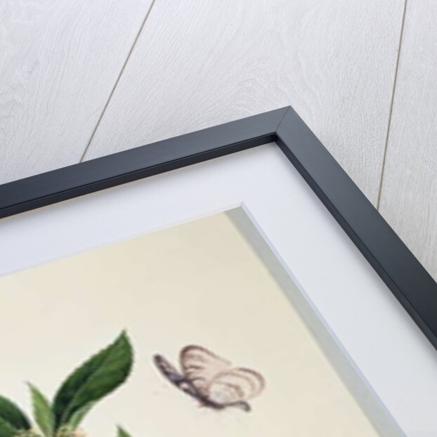 Cherry Blossom Dragonfly and Butterfly by School Chinese