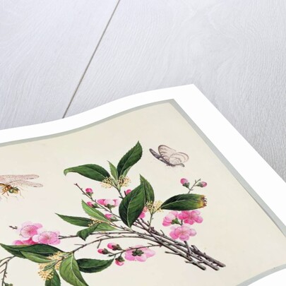 Cherry Blossom Dragonfly and Butterfly by School Chinese