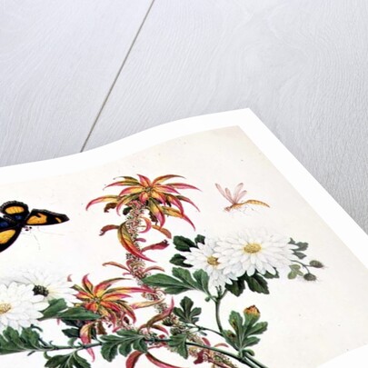 Two Stems of Amaranthus and Chrysanthemum with a Wasp and a Butterfly by School Chinese