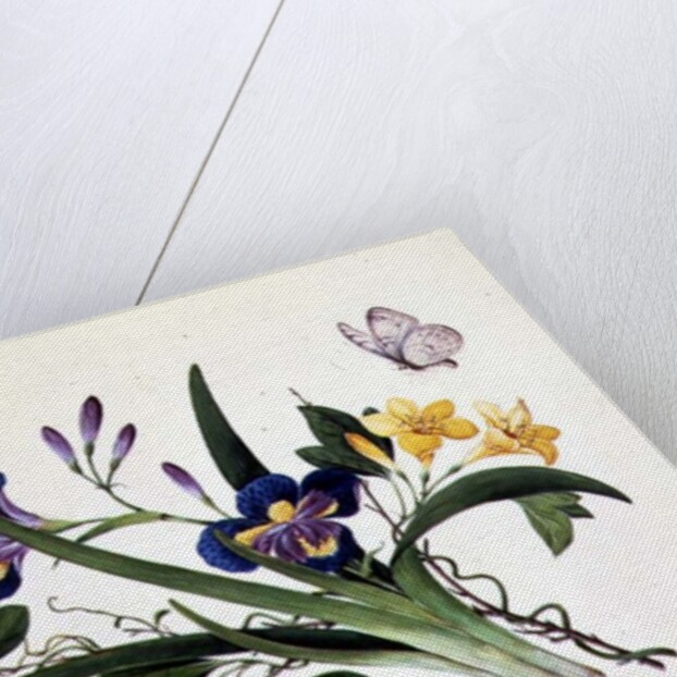 Blue Iris and Insects by School Chinese