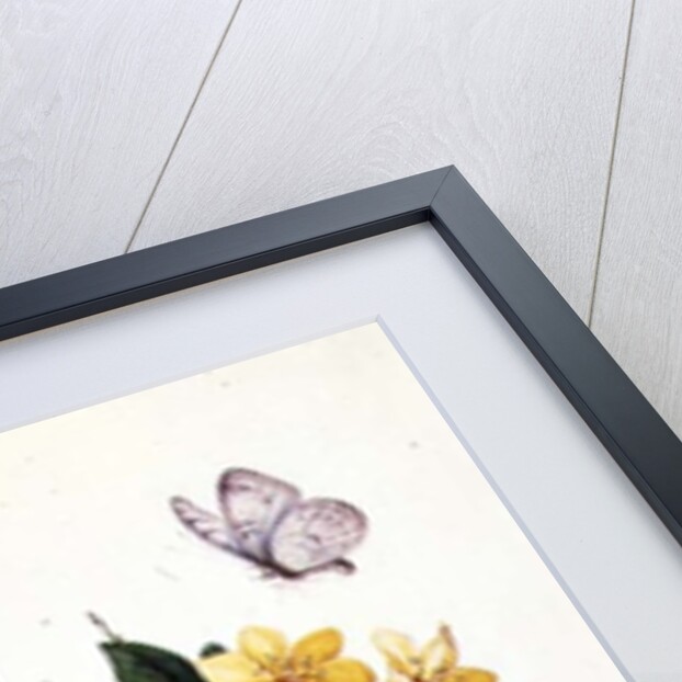 Blue Iris and Insects by School Chinese