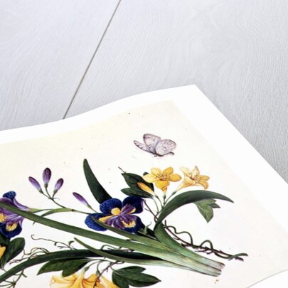 Blue Iris and Insects by School Chinese