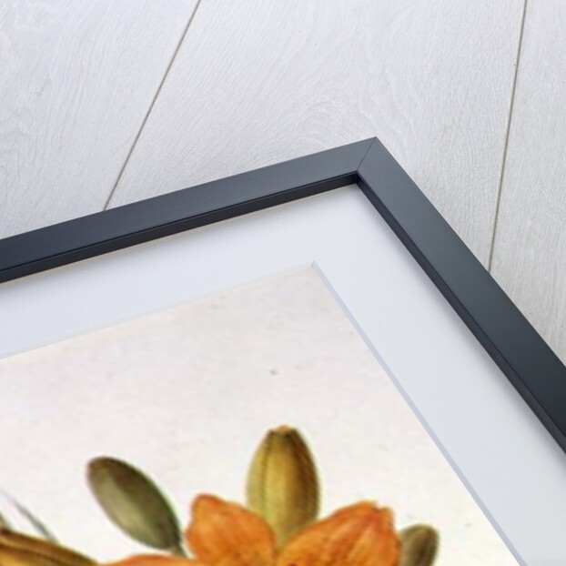 Sprays of Gladioli, Peonies and Lilium Bulbiferum by Henriette Gertruide Knip