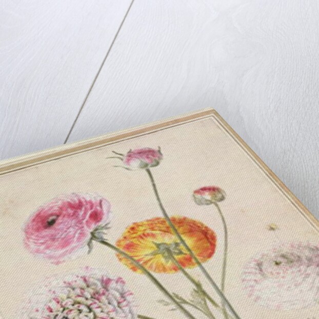 Flower Study, c.1760 by Thomas Robins