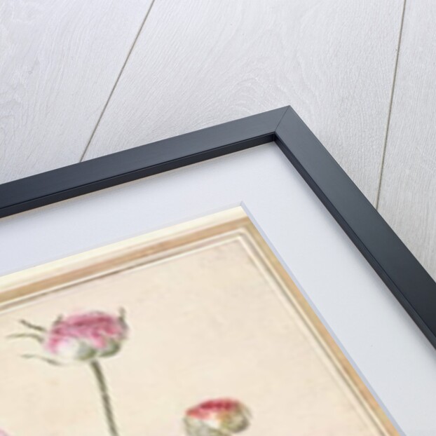 Flower Study, c.1760 by Thomas Robins