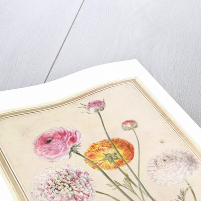 Flower Study, c.1760 by Thomas Robins