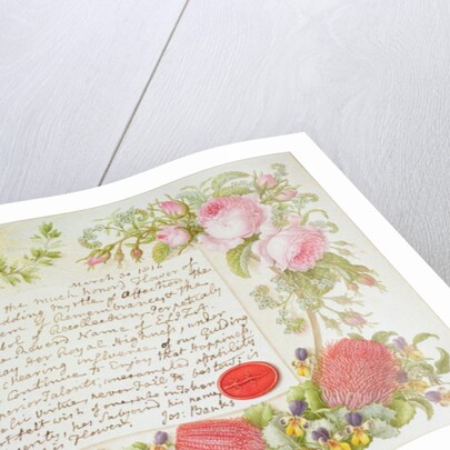 A surround of mixed flowers with an inscribed message by Joseph Banks, 1814 by Francis Bauer