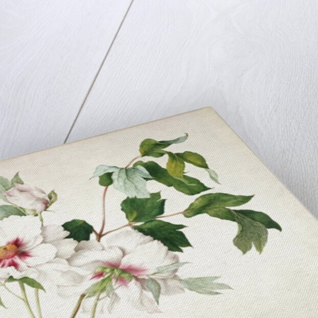 Japanese Tree Peony, 1815 by Lucy Cust