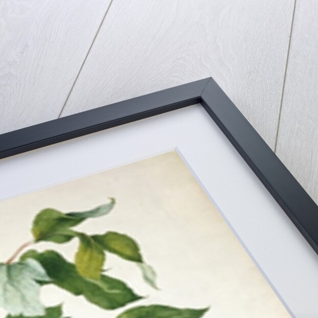 Japanese Tree Peony, 1815 by Lucy Cust