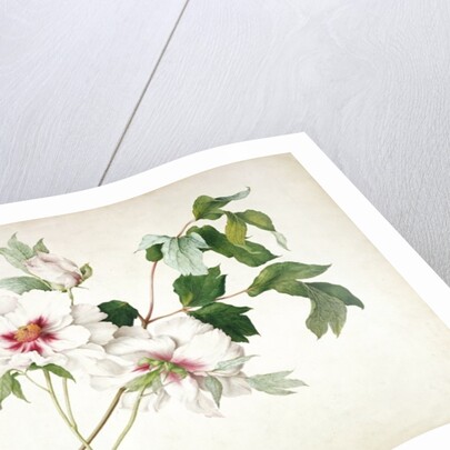 Japanese Tree Peony, 1815 by Lucy Cust