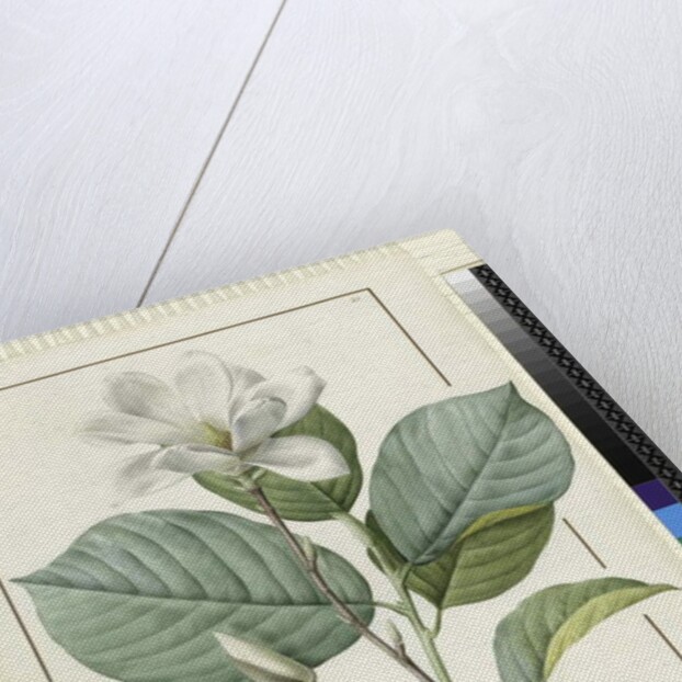 Magnolia yulan Magnolia denudata, 1812 by Pierre Joseph Redouté