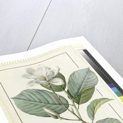 Magnolia yulan Magnolia denudata, 1812 by Pierre Joseph Redouté