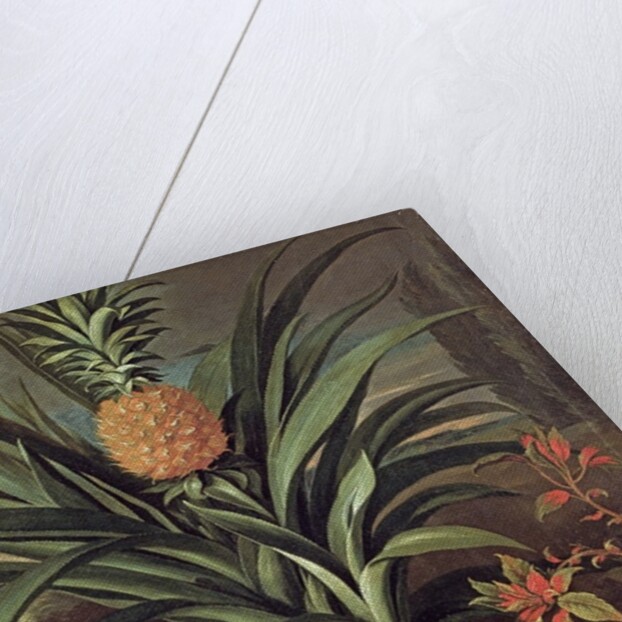 Pineapple grown in Sir Matthew Decker's Garden, Richmond, Surrey, 1720 by Theodorus Netscher