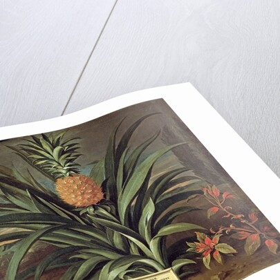 Pineapple grown in Sir Matthew Decker's Garden, Richmond, Surrey, 1720 by Theodorus Netscher