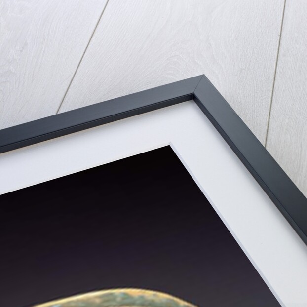 Stelae depicting the deceased before Horus, from Luxor, New Kingdom by Egyptian 18th Dynasty