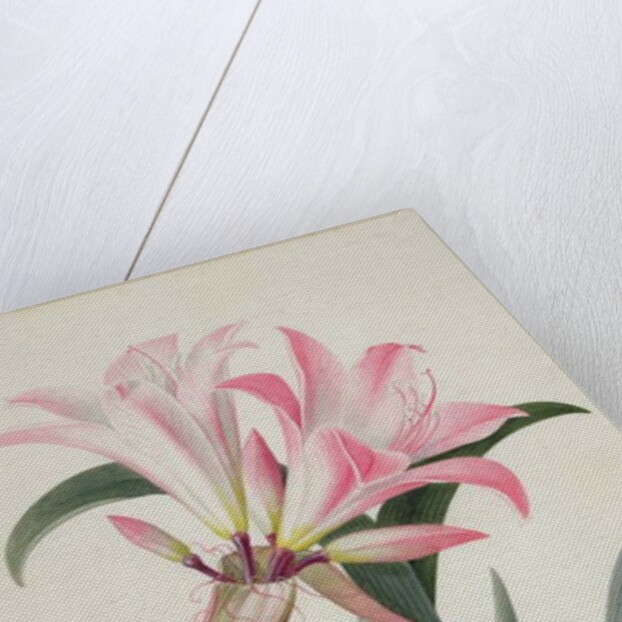 Amaryllis Belladonna, 1761 by Georg Dionysius Ehret