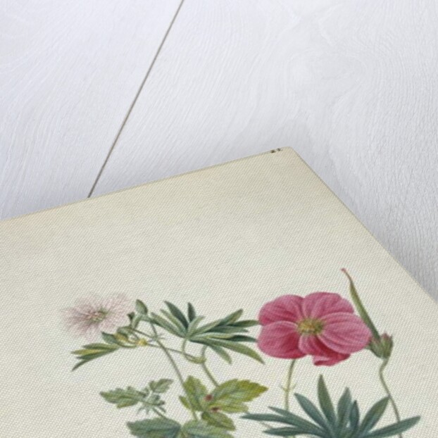 Geranium. Two intertwined stems of different species, 1767 by Georg Dionysius Ehret