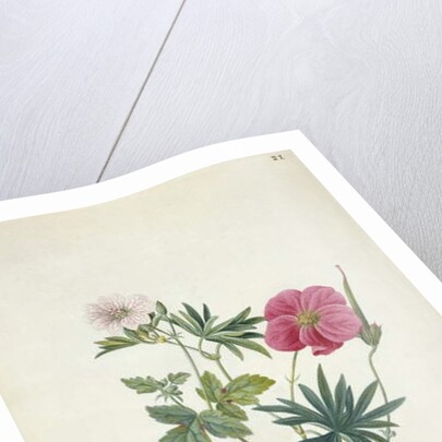 Geranium. Two intertwined stems of different species, 1767 by Georg Dionysius Ehret