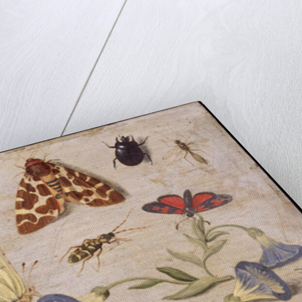 Insects by Jan van the Elder Kessel