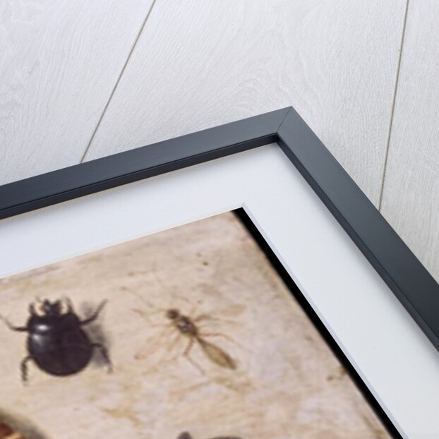 Insects by Jan van the Elder Kessel