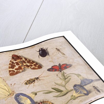 Insects by Jan van the Elder Kessel