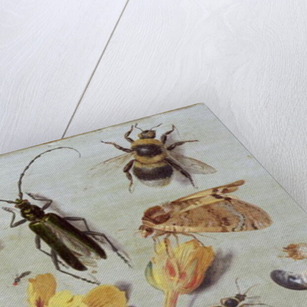 Insects by Jan van the Elder Kessel