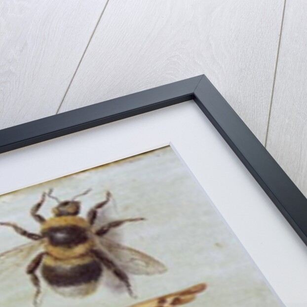 Insects by Jan van the Elder Kessel