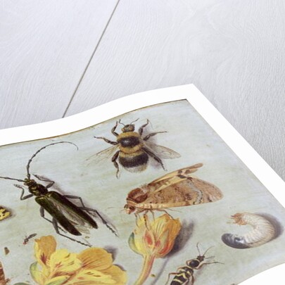 Insects by Jan van the Elder Kessel