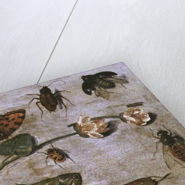Insects by Jan van the Elder Kessel