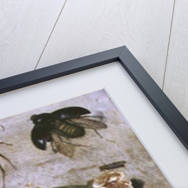 Insects by Jan van the Elder Kessel