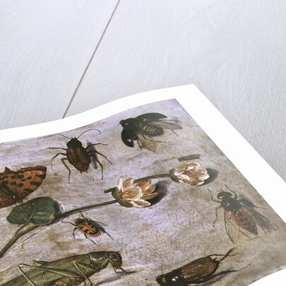Insects by Jan van the Elder Kessel