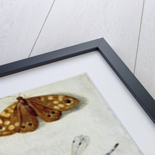 Insects by Jan van the Elder Kessel